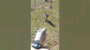 Rabid Fox