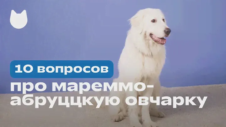 10 вопросов владельцу про мареммо-абруццкую овчарку: характер, спорт и отношение к людям и питомцам
