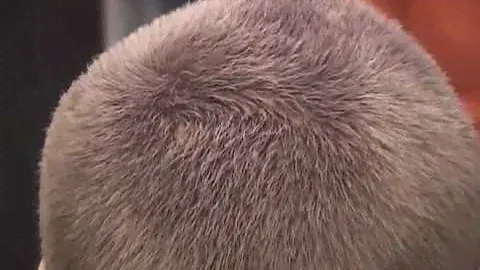 Minox Hairfiller как наносить